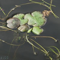 Fringed Water Lily